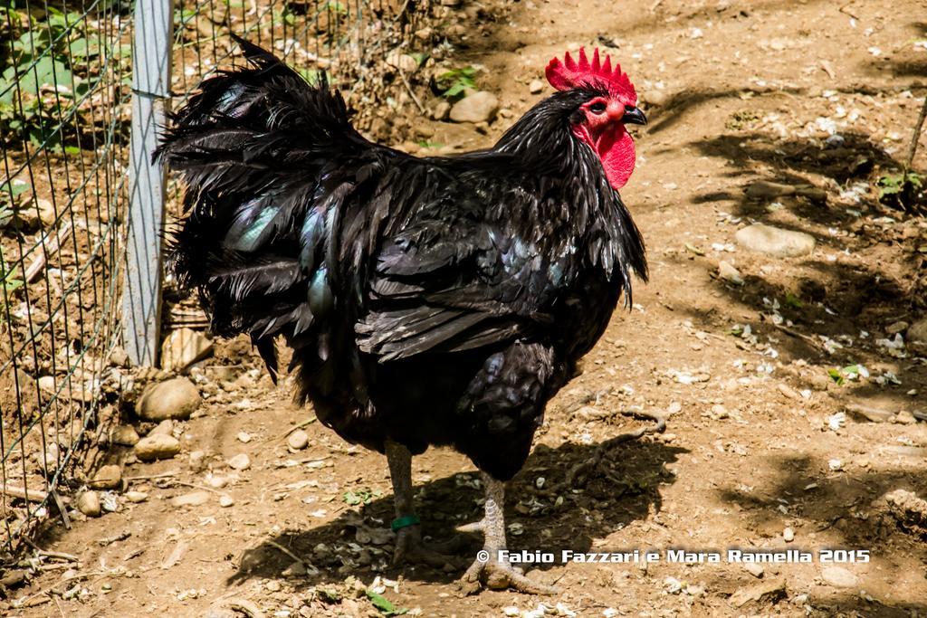 Agriturismo Parco Campofelice Lombardore Εξωτερικό φωτογραφία